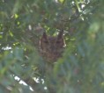 /album/photogallery/greyish-eagle-owl-jpg/